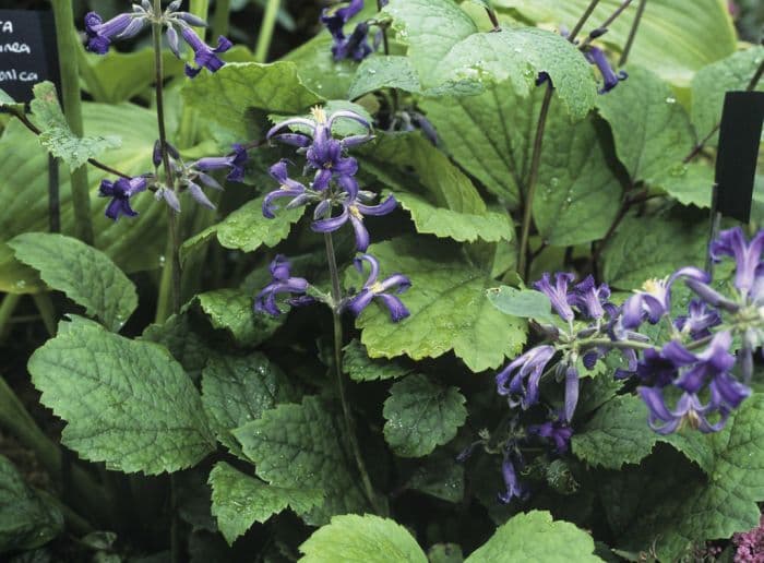 tube clematis