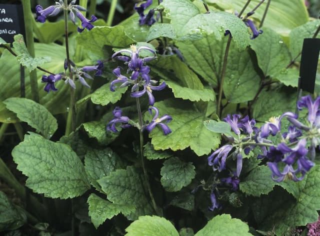 Tube clematis