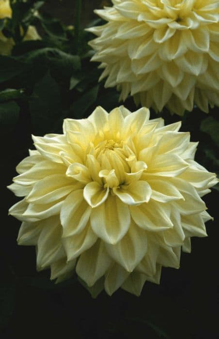 dahlia 'Cream Alva's'