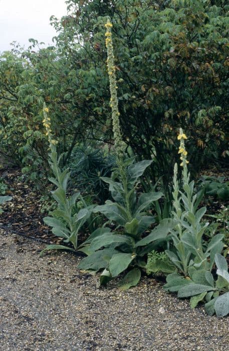 great mullein