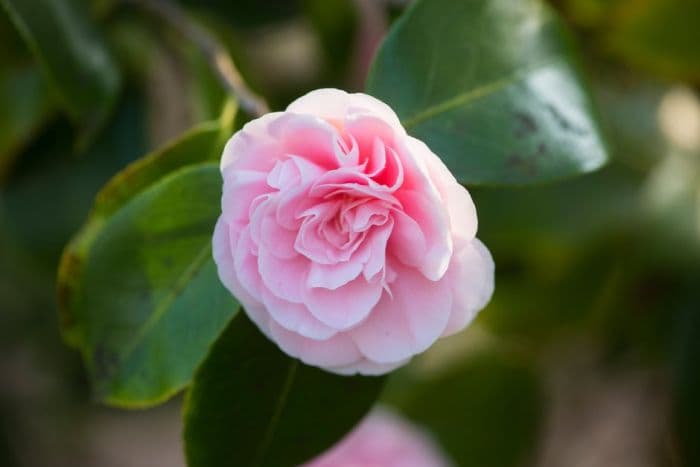 camellia 'Debutante'