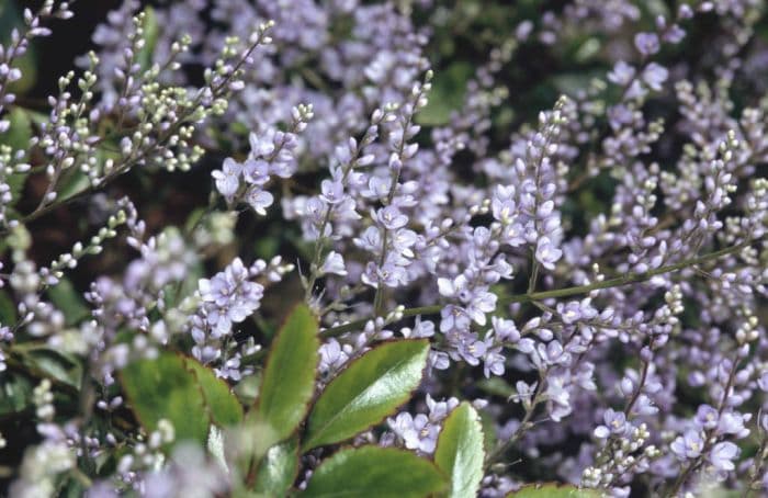 New Zealand lilac