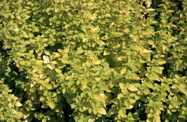 Golden oregano