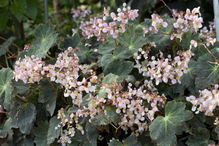 star begonia