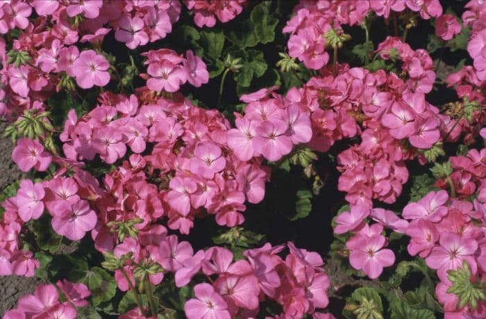 pelargonium Multibloom Series