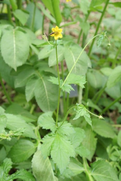 wood avens