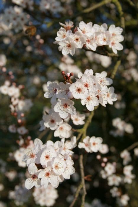 cherry plum 'Pissardii'