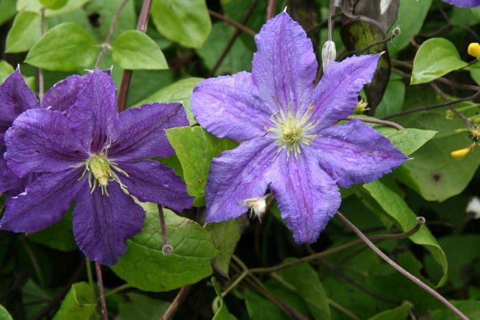 clematis [Wisley]