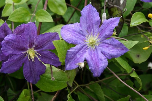 Clematis [Wisley]