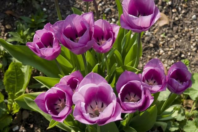 Tulip 'Violet Beauty'