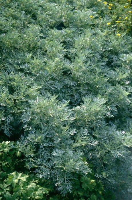 wormwood 'Powis Castle'