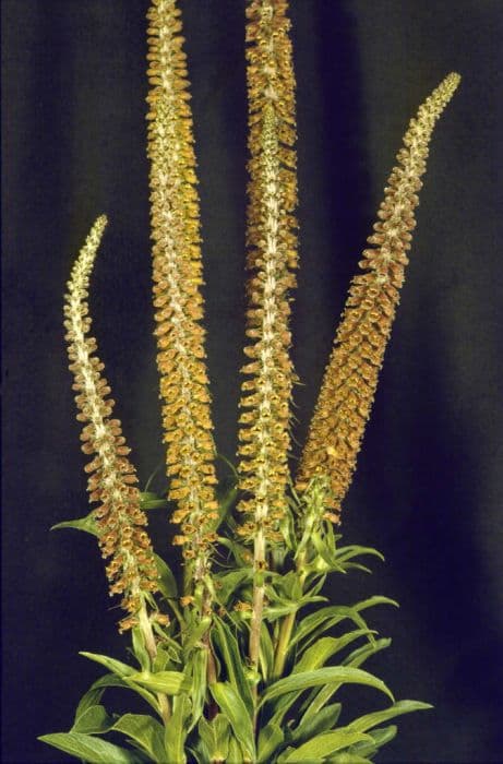 small-flowered foxglove