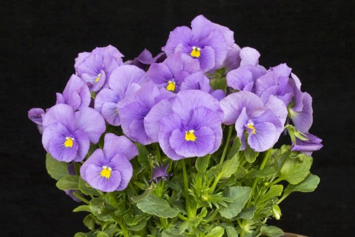 viola 'Floella'