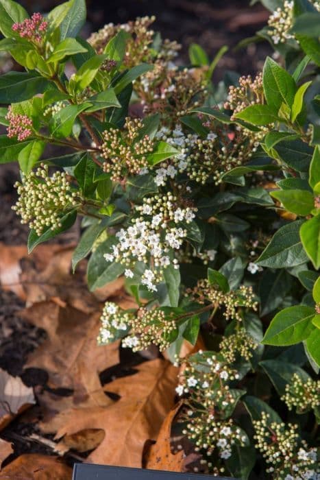 Laurustinus 'Little Bognor'