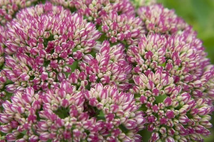 stonecrop 'Herbstfreude'