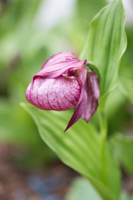 lady's slipper orchid hybrid