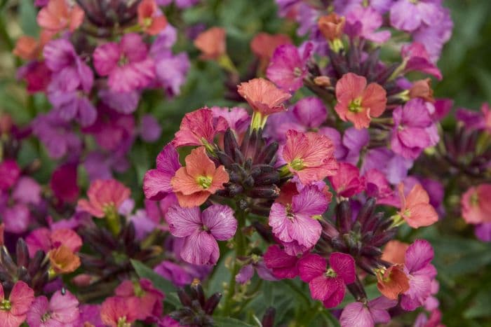 wallflower 'Constant Cheer'