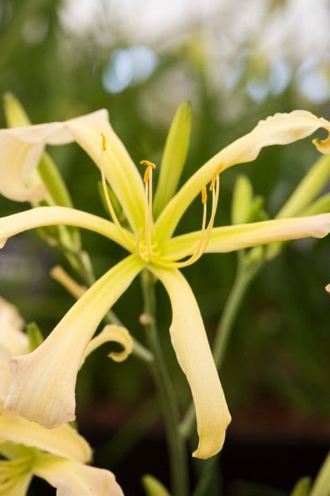 daylily 'Be Bop a Lula'