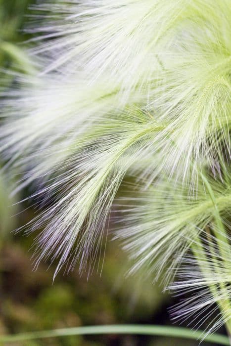 foxtail barley