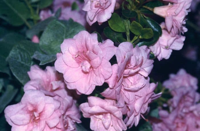 rhododendron 'Rosebud'