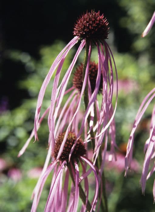 pale purple coneflower