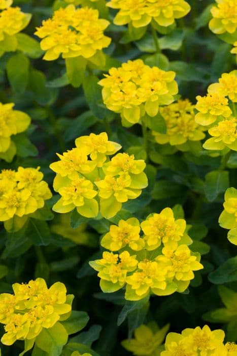 cushion spurge 'Senior'