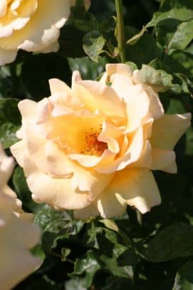 Rose [Pearl Abundance]