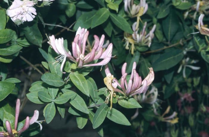 early Dutch honeysuckle