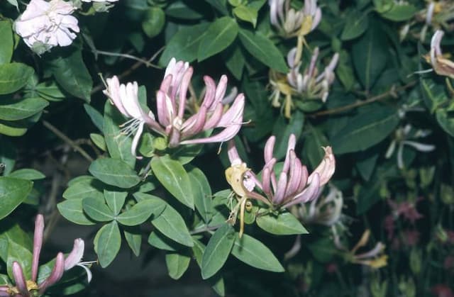 Early Dutch honeysuckle