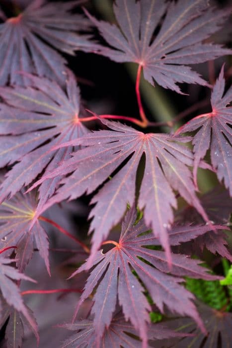 Japanese maple 'Yasemin'