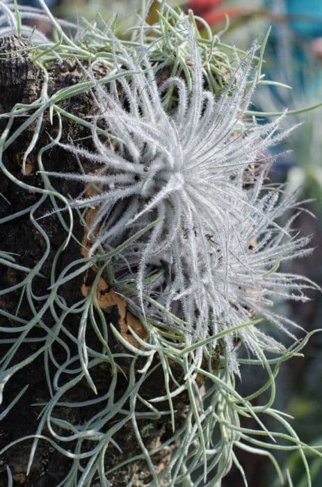 roof air plant