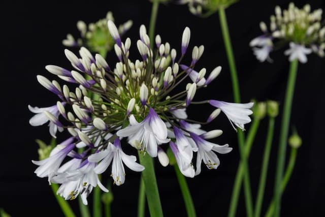 African lily [Fireworks]