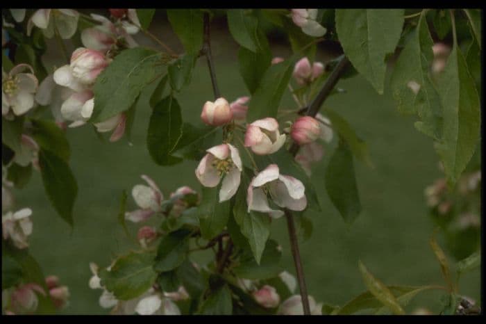 crab apple 'Red Jade'