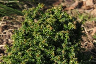 Japanese cedar 'Tilford Gold'