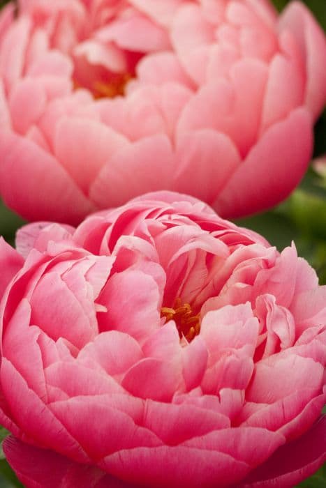 peony 'Coral Charm'