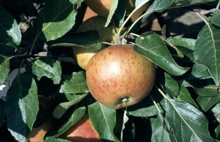 apple 'Fiesta'