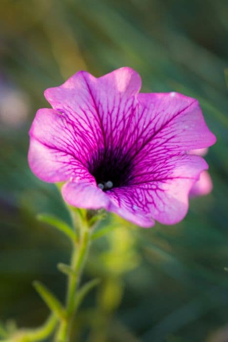 petunia [Surfinia Pink Vein]