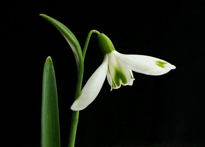 snowdrop 'David Baker'