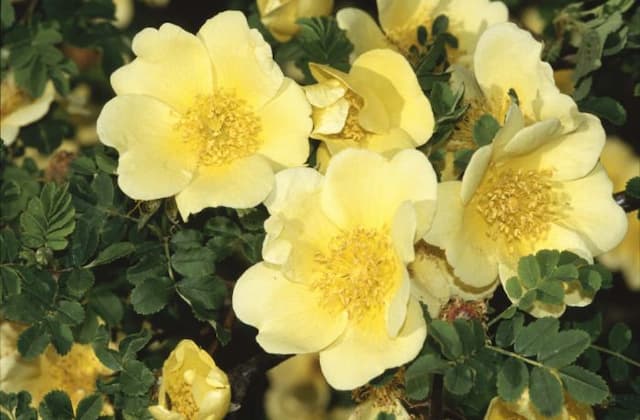 Rose 'Canary Bird'