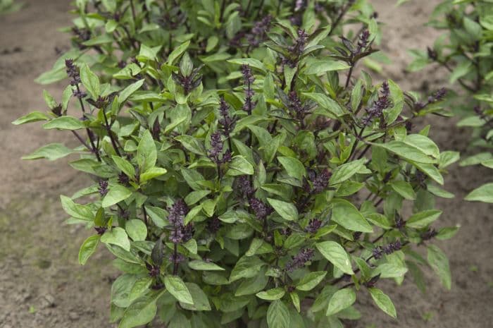 basil 'Thai Sita'