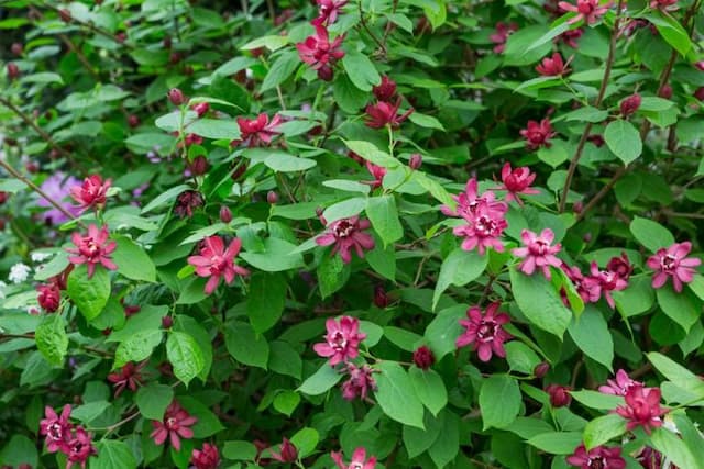 Sweetshrub 'Hartlage Wine'