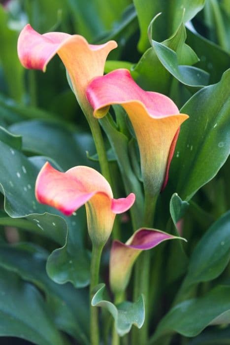 arum lily 'Captain Lido'