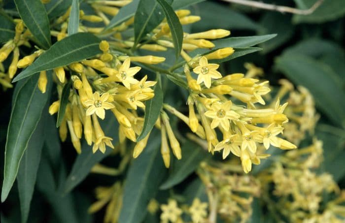 willow-leaved jessamine