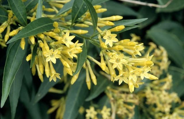 Willow-leaved jessamine