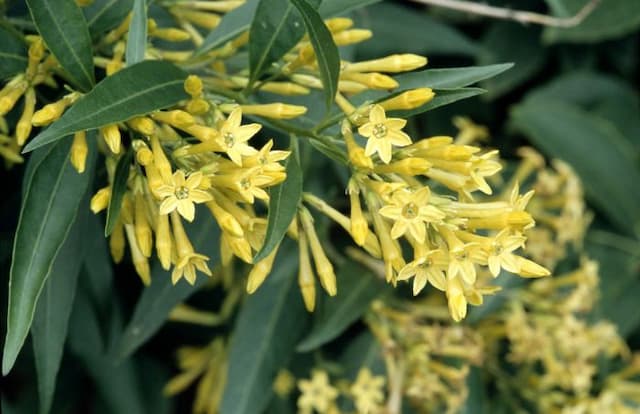 Willow-leaved jessamine