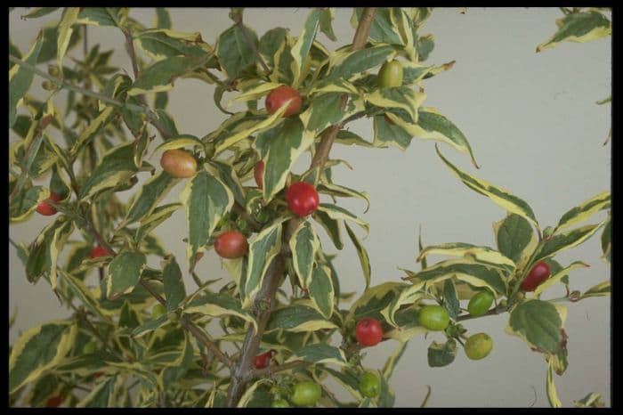 cornelian cherry 'Variegata'