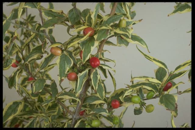 Cornelian cherry 'Variegata'