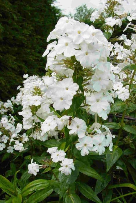 Carolina phlox 'Miss Lingard'