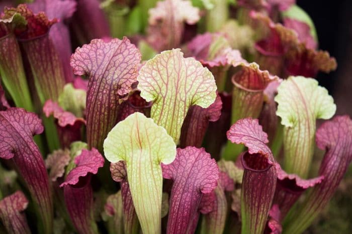 pitcher plant 'Fiona'