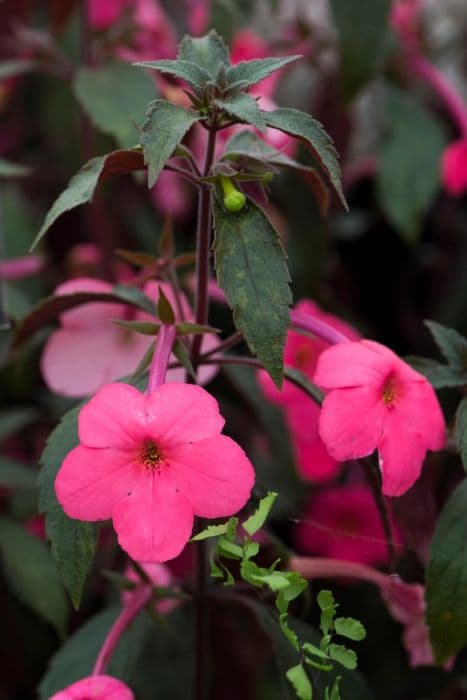 hot water plant 'Little Beauty'